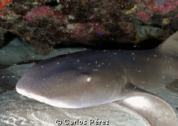 Nurse Shark @ Andrea's Reef Guanica Puerto Rico by Carlos Pérez 